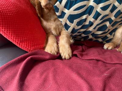 Golden Cocker Spaniel puppies in Limerick