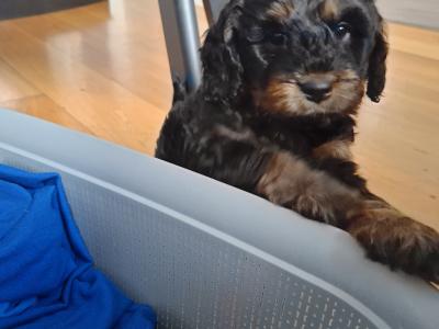 Gorgeous black male Cavapoo puppy in Waterford