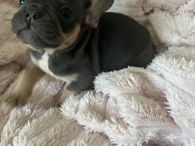 3 Show Quality French Bulldogs puppies IPKC in Limerick