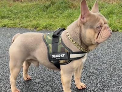 3 Show Quality French Bulldogs puppies IPKC in Limerick