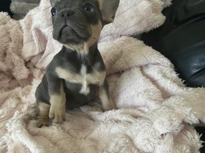 3 Show Quality French Bulldogs puppies IPKC in Limerick