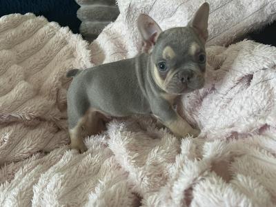 3 Show Quality French Bulldogs puppies IPKC in Limerick
