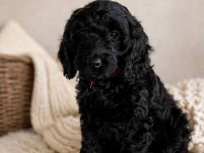 Stunning F1 Cockapoo puppies  in Limerick