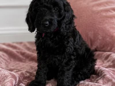 Stunning F1 Cockapoo puppies  in Limerick