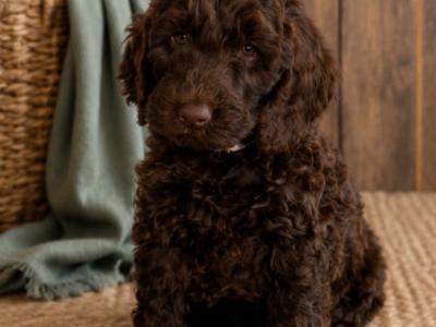 Stunning F1 Cockapoo puppies  in Limerick