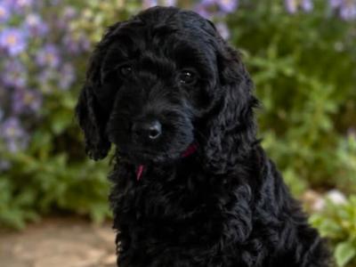 Stunning F1 Cockapoo puppies  in Limerick