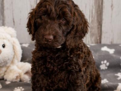 Stunning F1 Cockapoo puppies  in Limerick