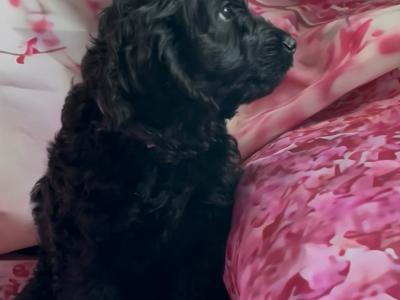 Stunning F1 Cockapoo puppies  in Limerick