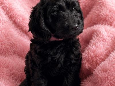 Stunning F1 Cockapoo puppies  in Limerick