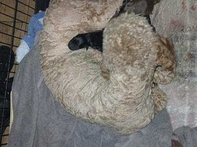 Stunning F1 Cockapoo puppies  in Limerick