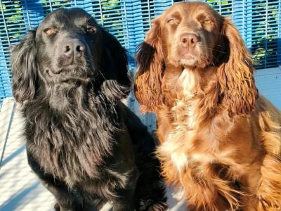 Stunning F1 Cockapoo puppies  in Limerick