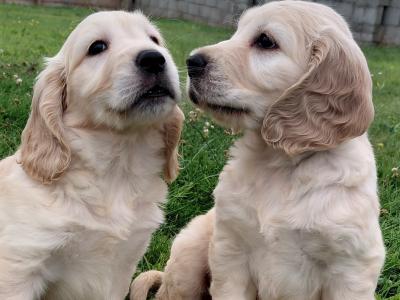 Rare Golden Cocker Retriever pups (Golden Retriever x Cocker Spaniel) in Kerry