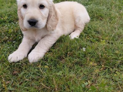 Rare Golden Cocker Retriever pups (Golden Retriever x Cocker Spaniel) in Kerry