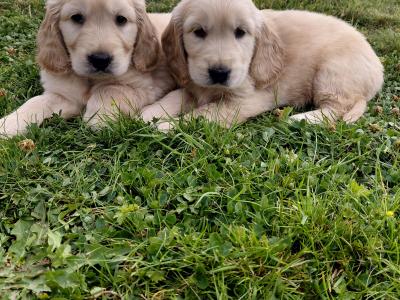 Rare Golden Cocker Retriever pups (Golden Retriever x Cocker Spaniel) in Kerry