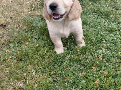 Rare Golden Cocker Retriever pups (Golden Retriever x Cocker Spaniel) in Kerry