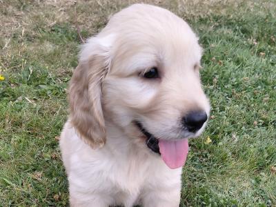 Rare Golden Cocker Retriever pups (Golden Retriever x Cocker Spaniel) in Kerry