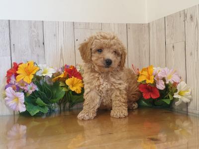 Vet checked, Child Friendly Toy Poochon puppies in Limerick