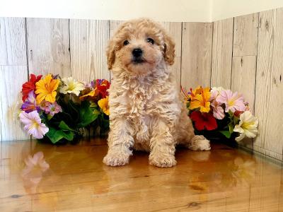 Vet checked, Child Friendly Toy Poochon puppies in Limerick