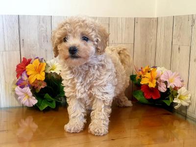 Vet checked, Child Friendly Toy Poochon puppies in Limerick