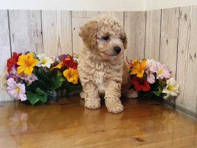 Vet checked, Child Friendly Toy Poochon puppies in Limerick