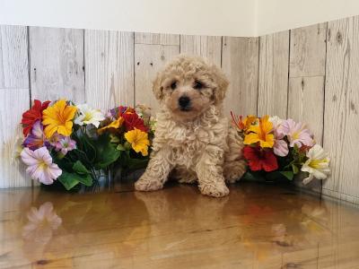 Vet checked, Child Friendly Toy Poochon puppies in Limerick