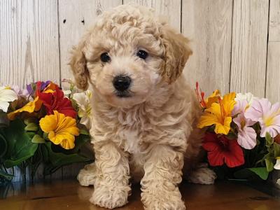 Vet checked, Child Friendly Toy Poochon puppies in Limerick