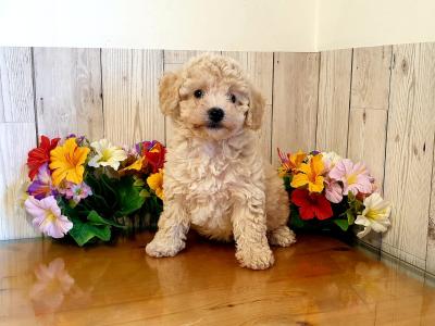 Vet checked, Child Friendly Toy Poochon puppies in Limerick