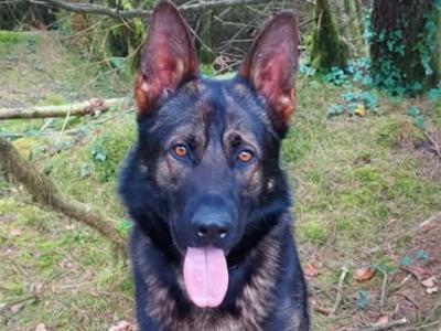 German Shepherd dog for stud in Cork