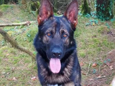 German Shepherd dog for stud in Cork