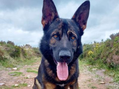 German Shepherd dog for stud in Cork