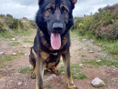 German Shepherd dog for stud in Cork