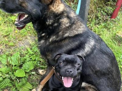 German Shepherd dog for stud in Cork
