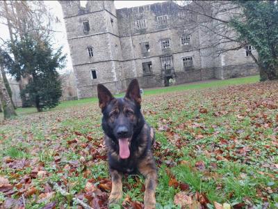German Shepherd dog for stud in Cork
