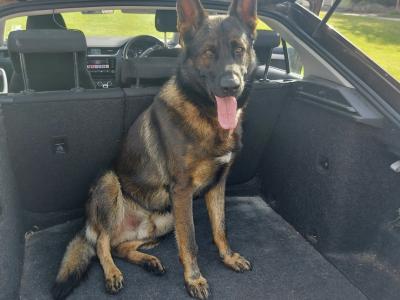 German Shepherd dog for stud in Cork