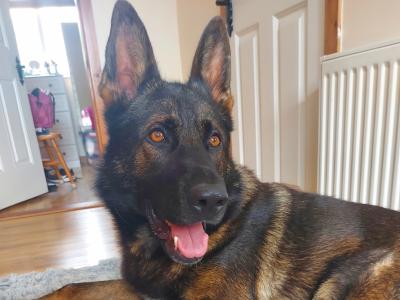 German Shepherd dog for stud in Cork