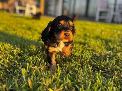 Black and Tan Cocker Spaniel puppies