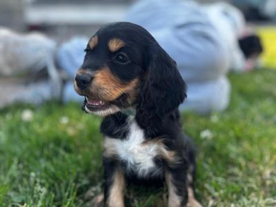 Black and Tan Cocker Spaniel puppies