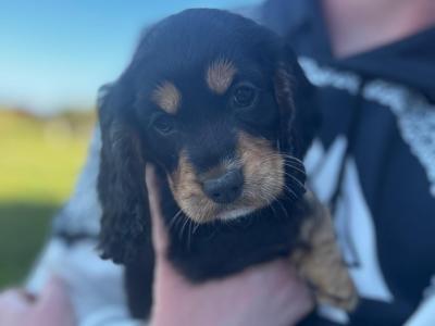 Black and Tan Cocker Spaniel puppies