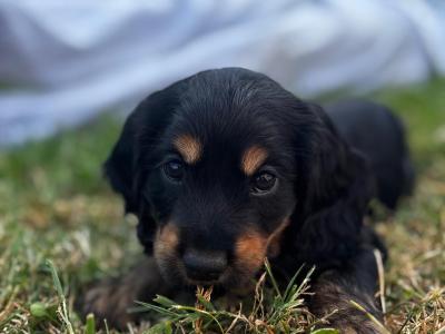 Black and Tan Cocker Spaniel puppies