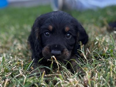 Black and Tan Cocker Spaniel puppies