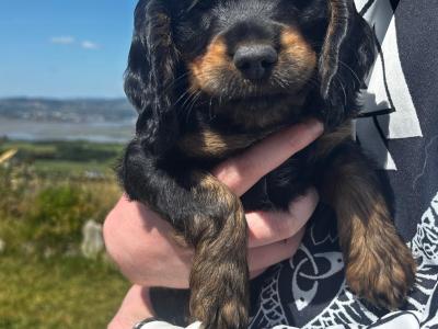 Black and Tan Cocker Spaniel puppies
