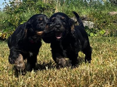 Black and Tan Cocker Spaniel puppies