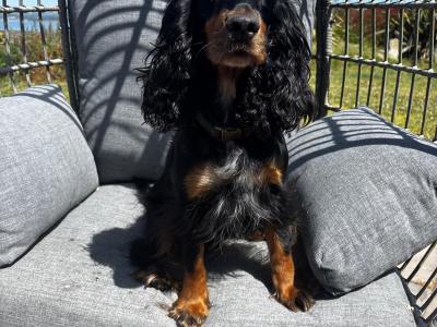 Black and Tan Cocker Spaniel puppies