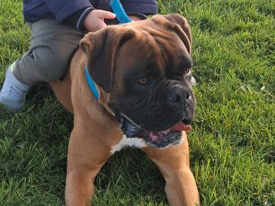 Jay is a purebred 2 year old male Boxer in Galway