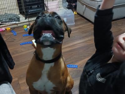 Jay is a purebred 2 year old male Boxer in Galway