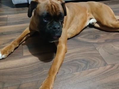 Jay is a purebred 2 year old male Boxer in Galway