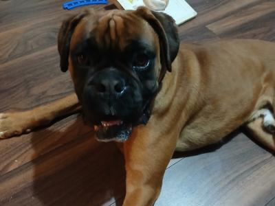 Jay is a purebred 2 year old male Boxer in Galway