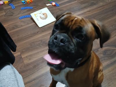 Jay is a purebred 2 year old male Boxer in Galway