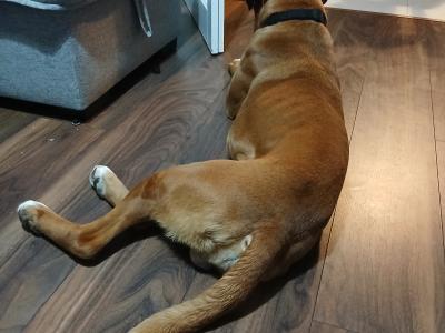 Jay is a purebred 2 year old male Boxer in Galway