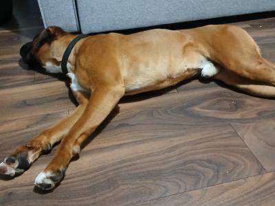 Jay is a purebred 2 year old male Boxer in Galway